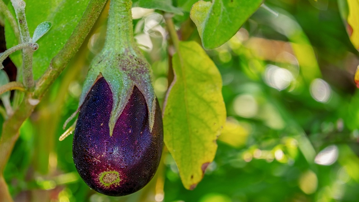 eggplant-3705548_1280|image